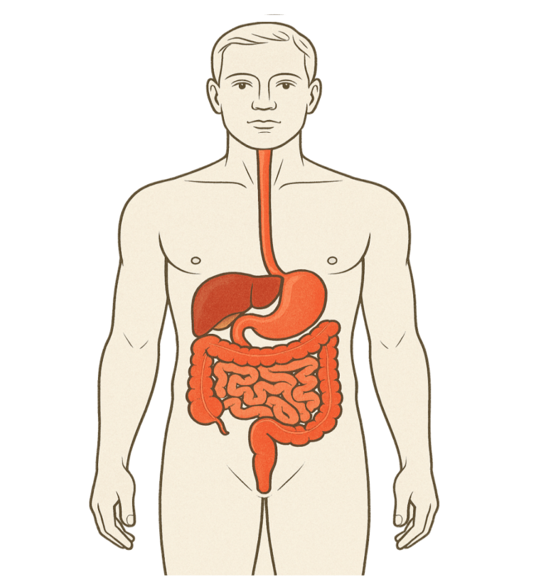 Illustration of a human digestive system, highlighting organs like the esophagus, stomach, and intestines. Relevant for understanding digestion.