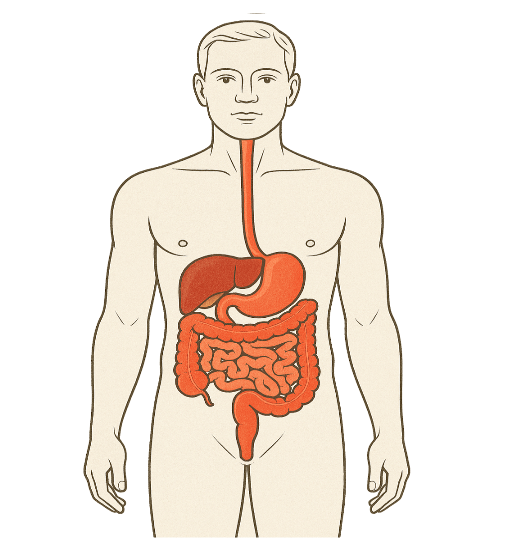 Illustration of a human digestive system, highlighting organs like the esophagus, stomach, and intestines. Relevant for understanding digestion.