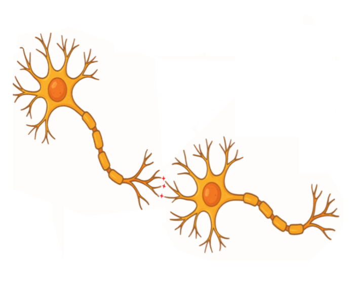 Two interconnected neurons are illustrated, showcasing their branched structures and cell bodies. This image highlights neural connections in the nervous system.